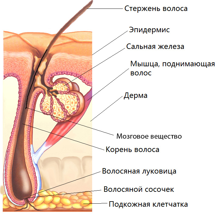 Анатомия волоса - Italwax